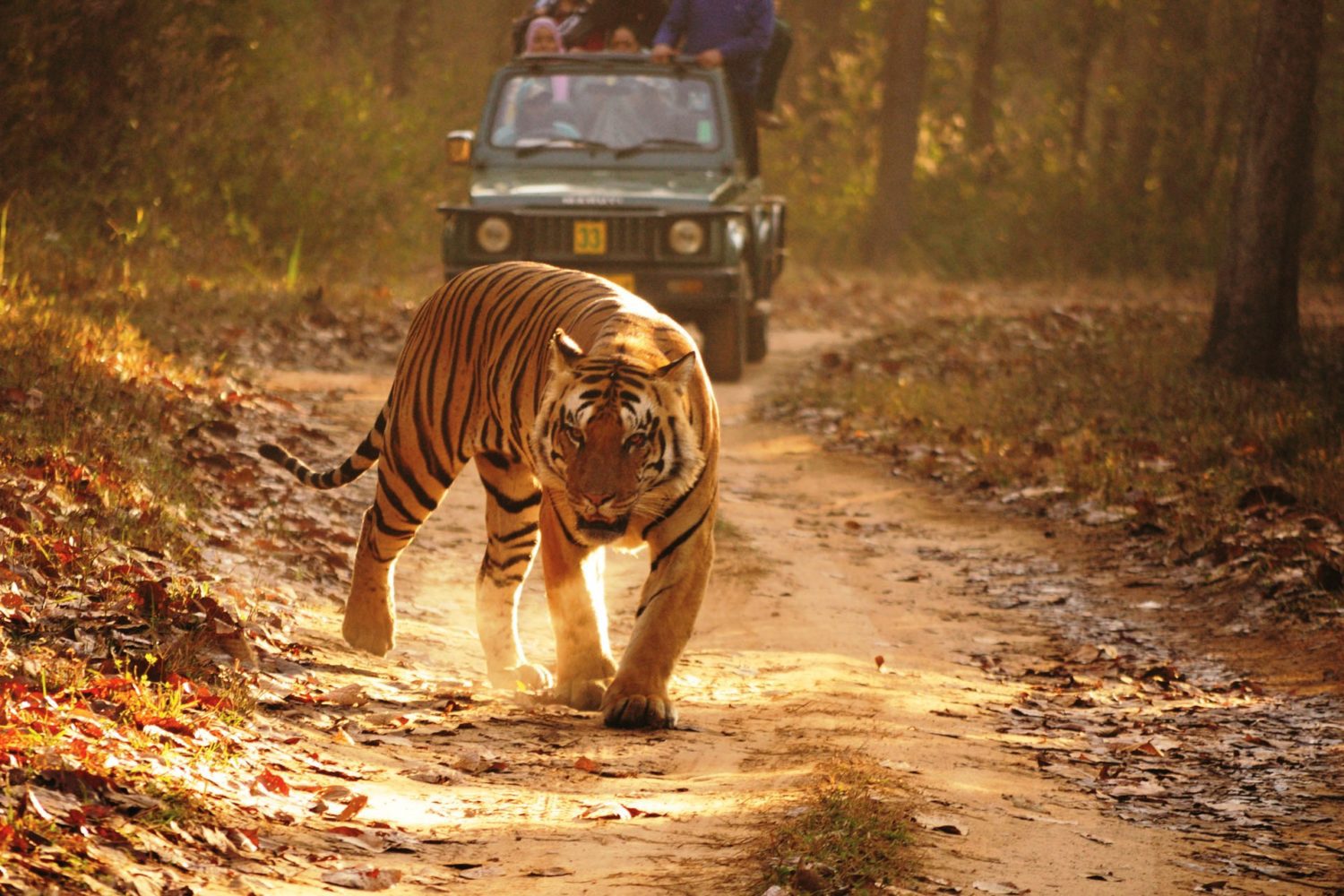 Tiger Safari at Ranthambore National Park