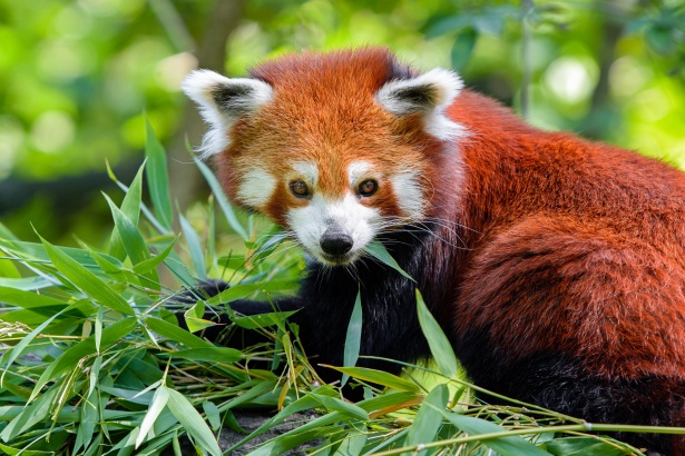 red-panda-ailurus-fulgens